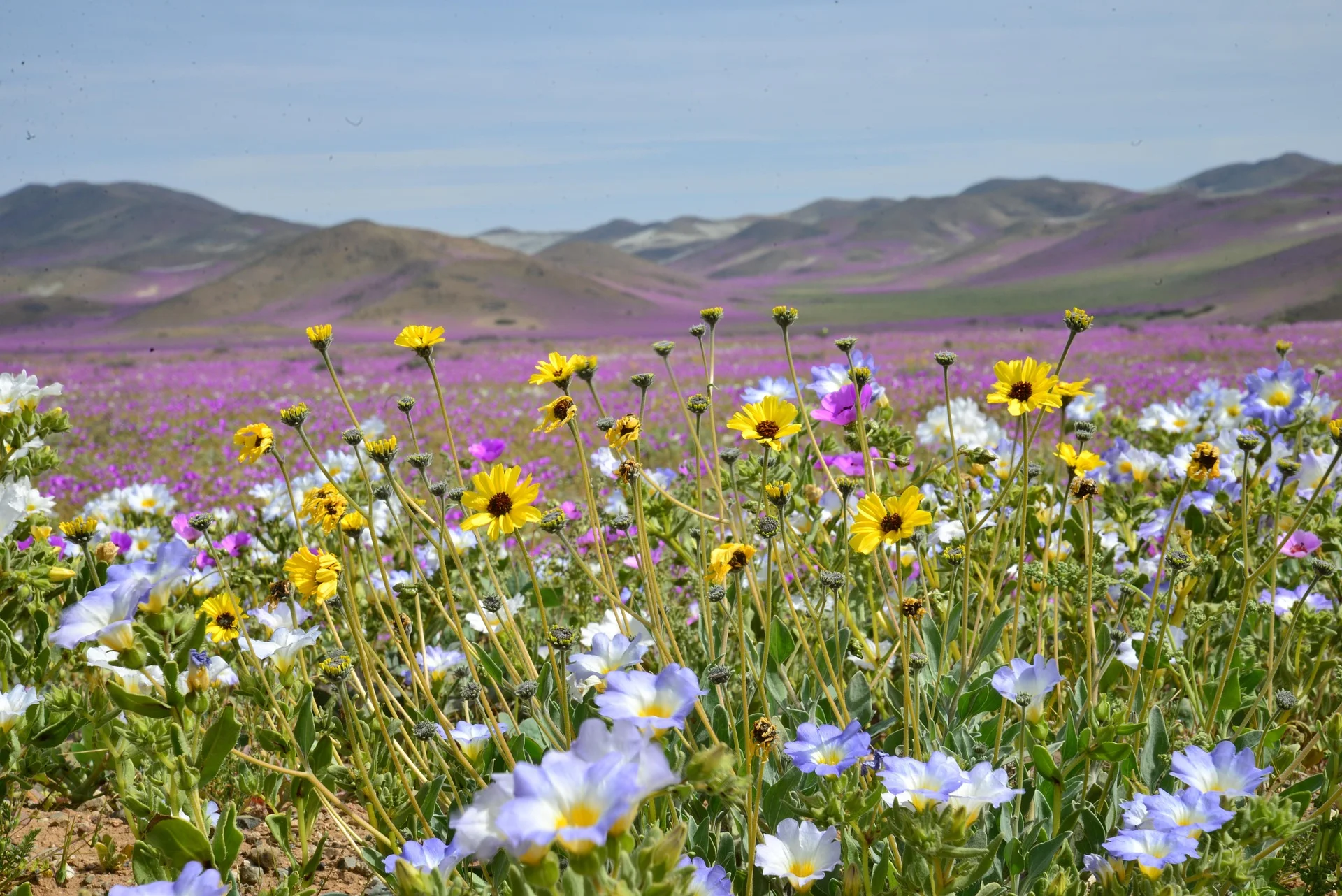 Desierto Florido La Serena