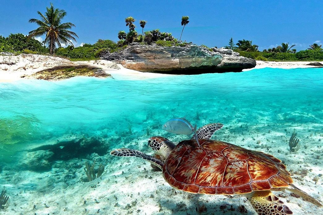 Playa del Carmen Verano 2024