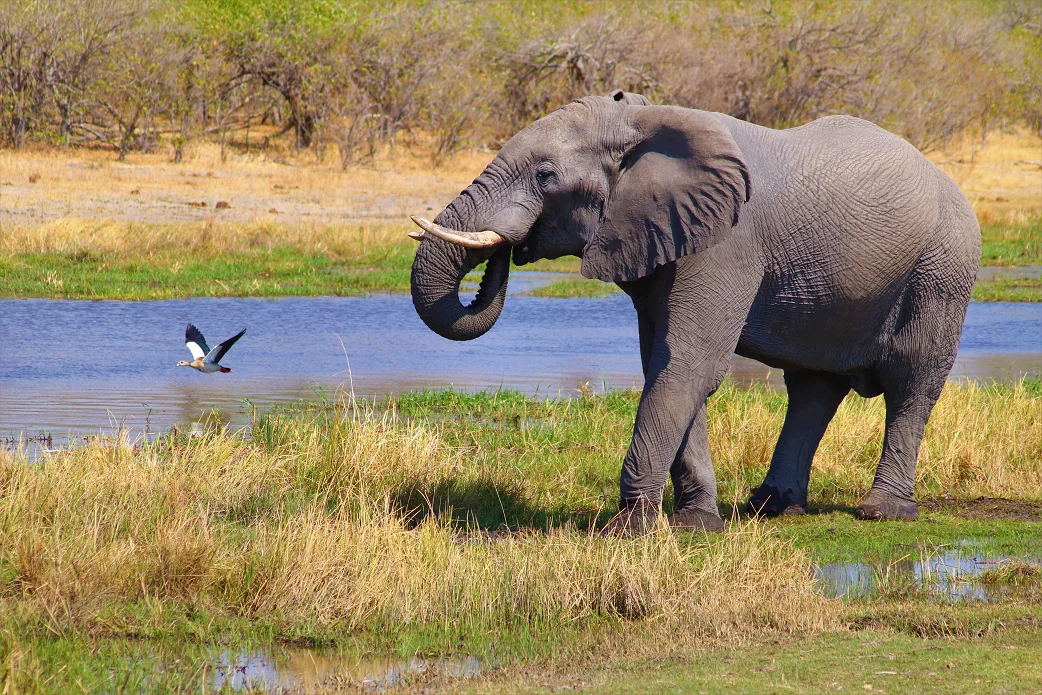 Kapama Africa