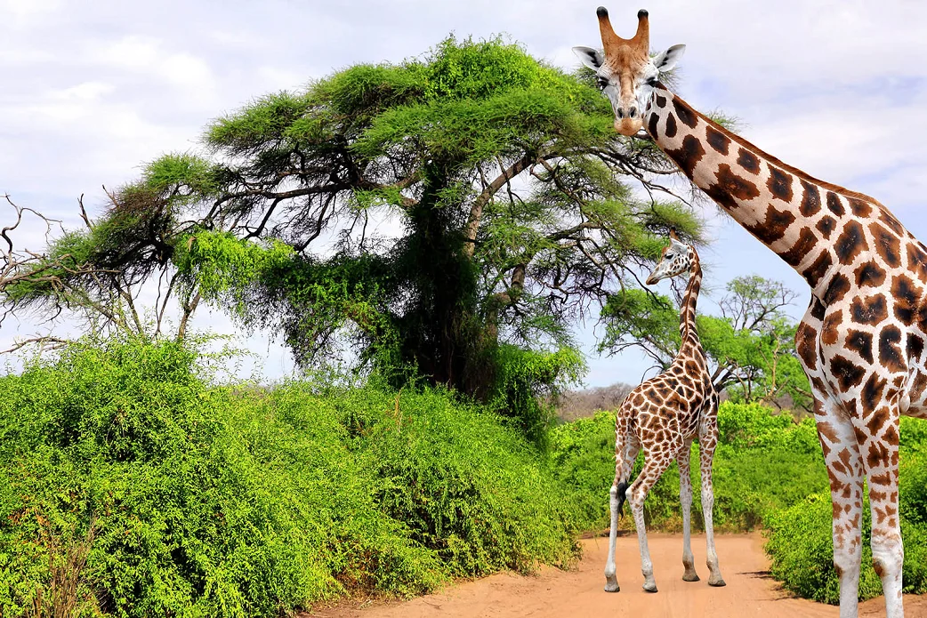 Kruger Africa